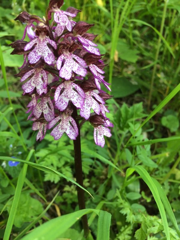 image00015