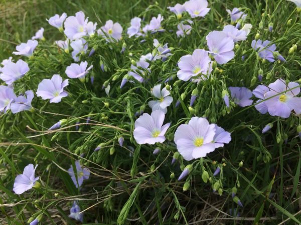 image00018